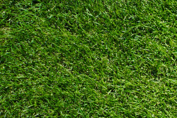 Seashore Paspalum